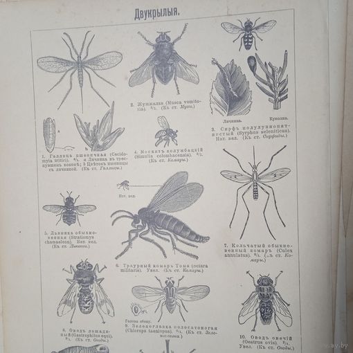 ДВУКРЫЛЫЯ. Энциклопедическая гравюра СПБ. 19-20века .24х17см