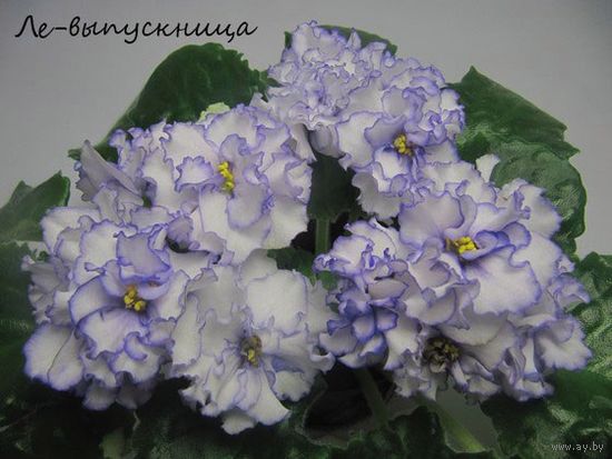 Фиалка ЛЕ-Выпускница укорен. детка