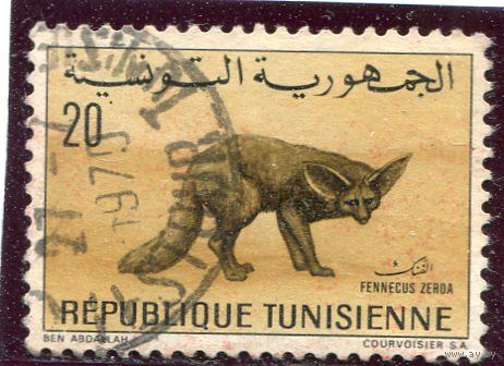 Тунис. Фауна. Фенек - лисица