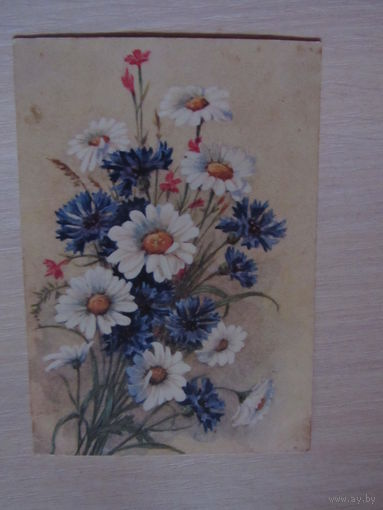 Васильки и ромашки  1956  г.