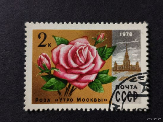 1978 СССР. Цветы Москвы. Роза Утро Москвы