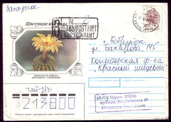 Кактус Баку