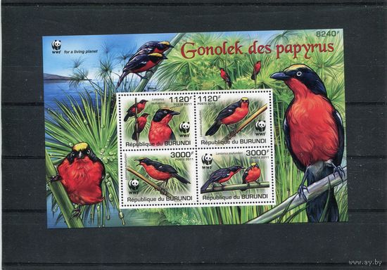 Бурунди. Фауна. Птицы. Крикливый певчий сорокопут. Блок