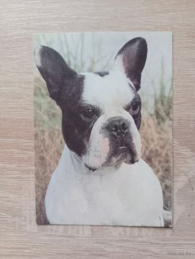 Календарик 1993