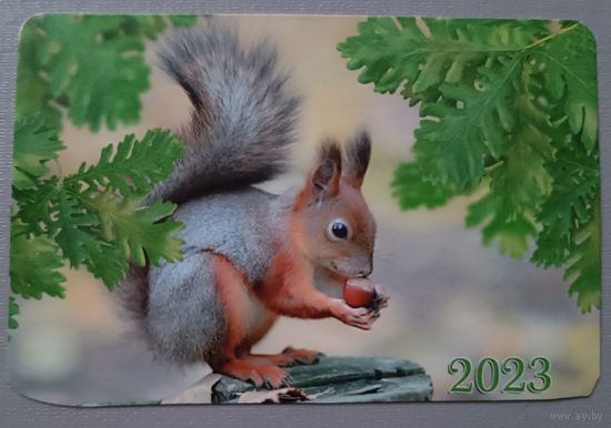 Белка. Календарик, 2023
