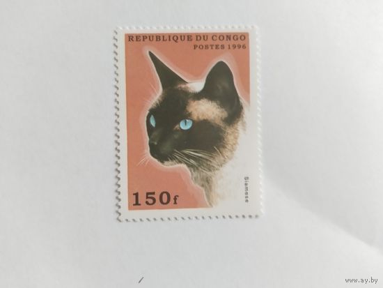 Конго 1996 коты