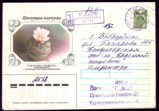 Кактус Семипалатинск