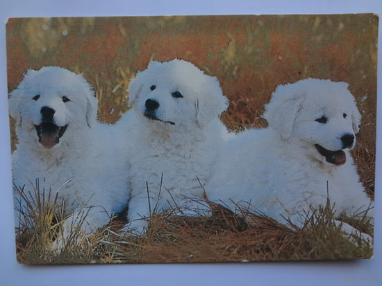 Календарик 1993 г.  Три щенка.