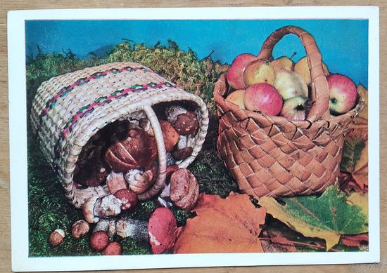 Тужиков В. Дары природы. 1980 г. ПК чистая.
