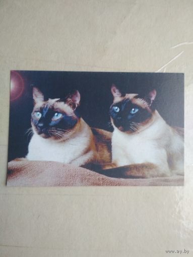 Карманный календарик. Кошки . 1996 год