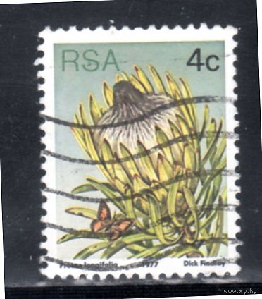 ЮАР. Mi:ZA 515. Длиннолистовой sugarbush (Protea longifolia). 1977.