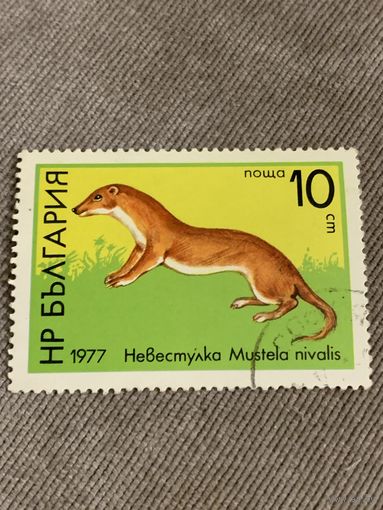 Болгария 1977. Фауна. Mustela Nivalis. Марка из серии