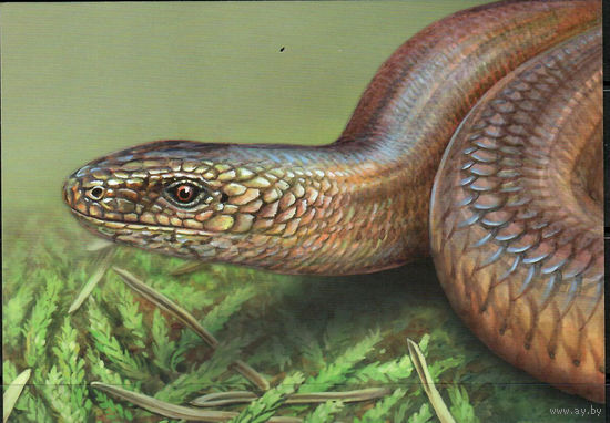 Почтовая карточка "Веретеница ломкая" (Б)