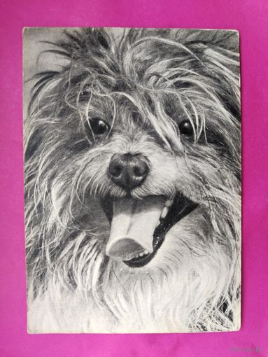 Тибетский терьер. Чистая. 1968 года. Фото Елисеева. 2145.