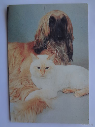 Календарик 1993 г.  Собака и кот.