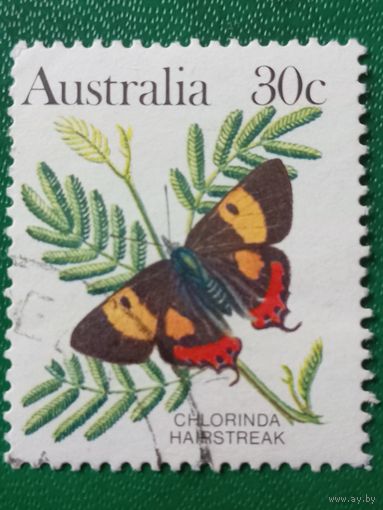 Австралия. Фауна. Бабочки. Chlorinda Hairstreak