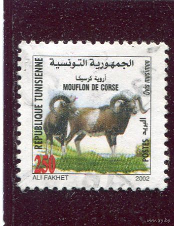 Тунис. Фауна. Европейский муфлон
