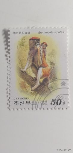 Корея 2000. Обезьяны мира