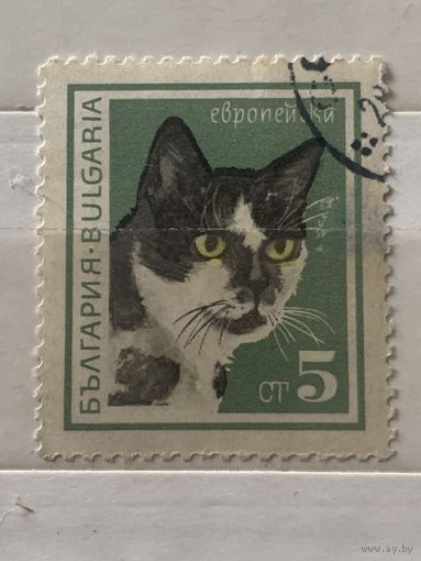Болгария. Породы кошек. Европейская