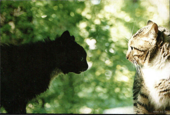 Почтовая карточка "Мужской разговор"