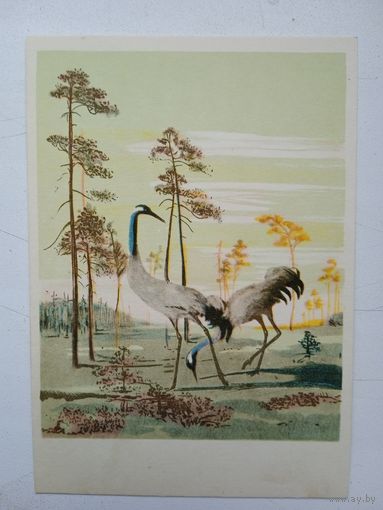 1958. Курдов. Журавли