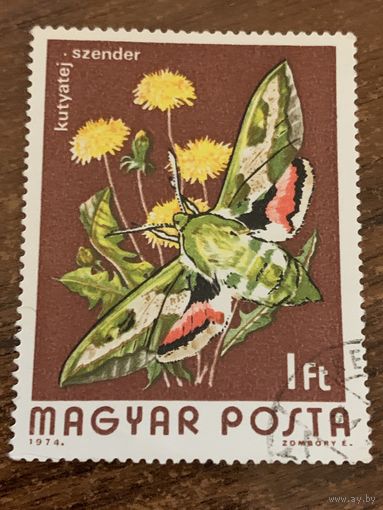 Венгрия 1974. Мотыльки. Kutyatej Szender. Марка из серии