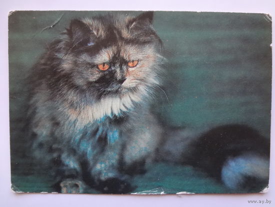 Календарик 1993 г.  Кот.