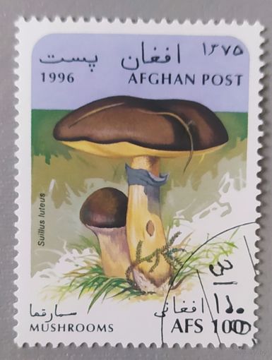 Гриб, 1996, Афганистан