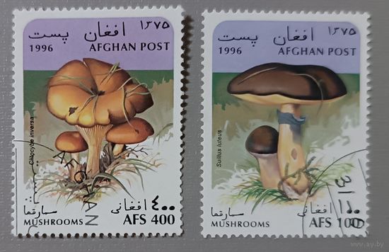 Грибы, 1996, Афганистан