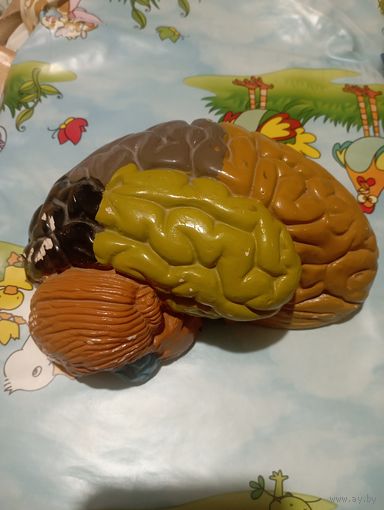 Мозг гипсовый