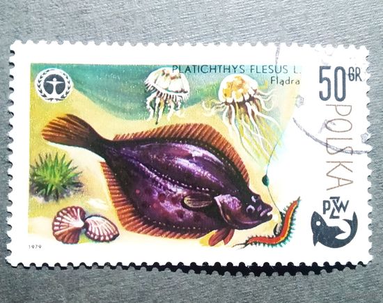 Марка Польша 1979 год Рыба