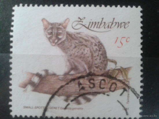 Зимбабве, 1991. Дикая кошка