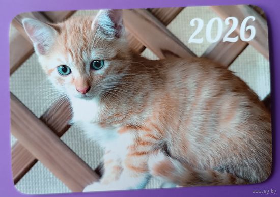 Котенок. Календарик, глянец, 2026.ТРАСКО