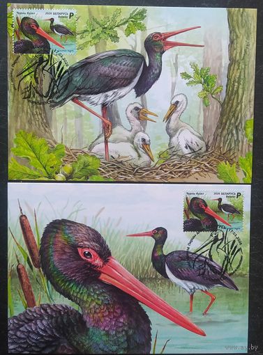 Беларусь 2026 КМ, птица года.