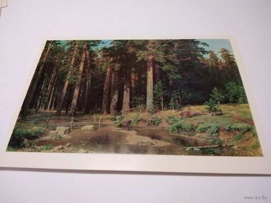 Открытка. И. И. Шишкин. Корабельная роща.