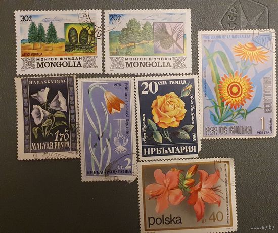 Сборный лот растения 7шт
