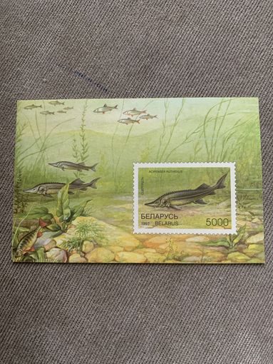 Беларусь 1997. Стерлядь
