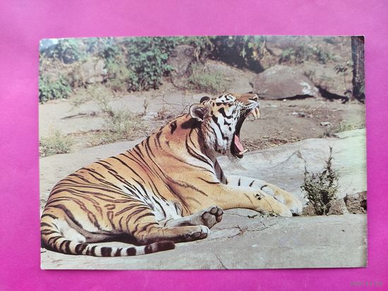 Тигр. Чистая. 1982 года. Фото Анжанова. #186.