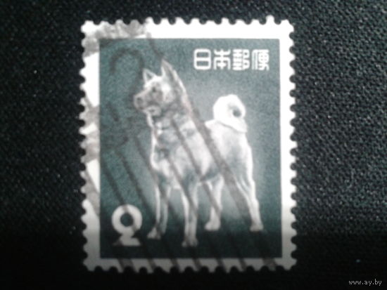 Япония, 1953. Собака Акита Ину