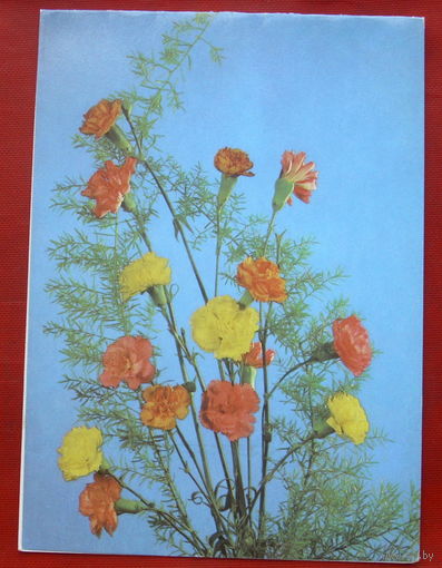 Композиция из цветов. Двойная. Подписанная. 1988 года. Шарова. 530.