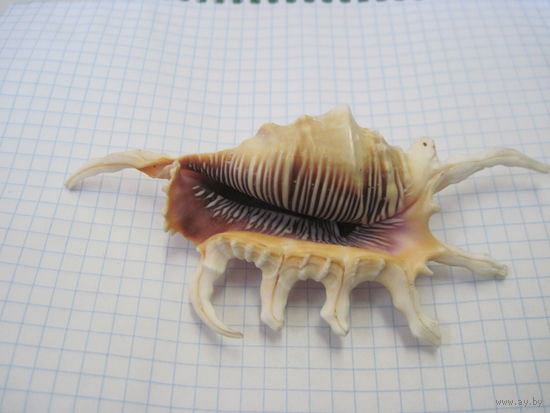 Ракушка с рубля!