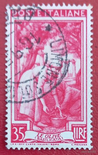 Италия, 1950 г., сбор оливок в регионе Базиликата