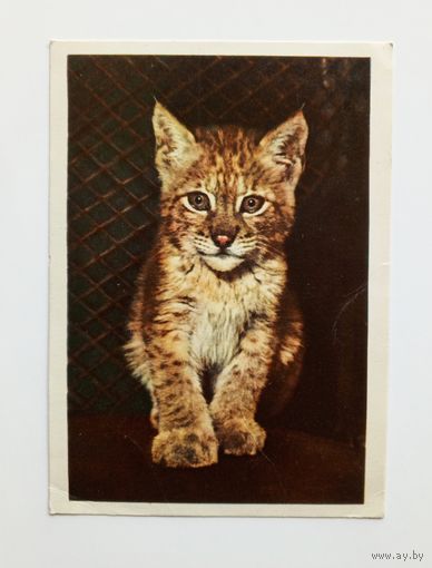 Открытка Рысёнок. Фото Д. Трахтенберга 1963 г. Чистая.