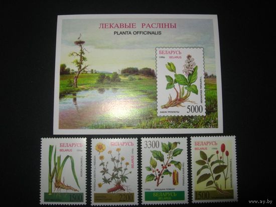 Беларусь 1996 Лекавые расліны  ОШИБКА ОРФОГРАФИИ!  нужно  Лекавыя расліны