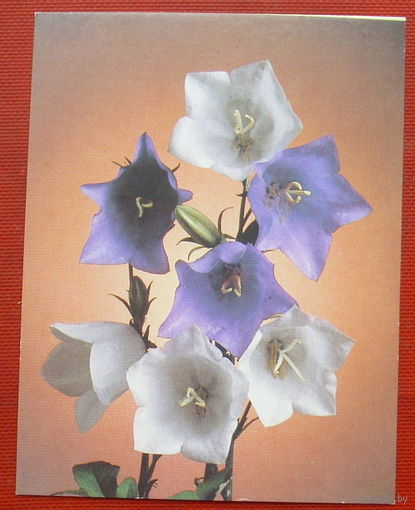 Цветы. Чистая. Мини. 1989 года. Фото Стейнерта.