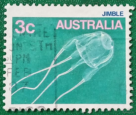 Австралия. Морская фауна. Медуза. Jimble