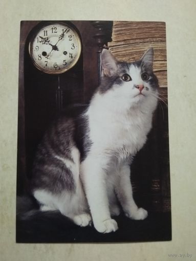 Карманный календарик . Котик . Белпочта. 2002 год