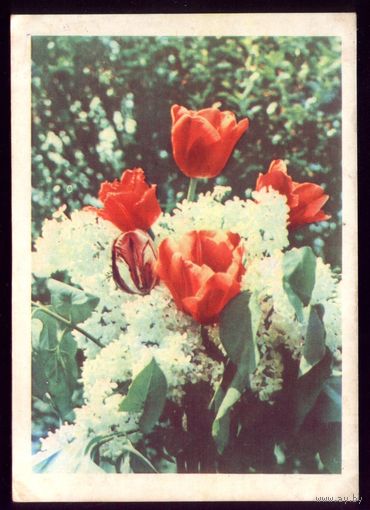 1965 год А.Ананьина Белая сирень и тюльпаны