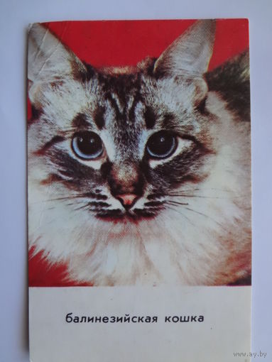 Календарик 1993 г. Балинезийская кошка.