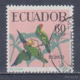 [881] Эквадор 1958. Фауна.Птицы.Попугаи. Гашеная марка.